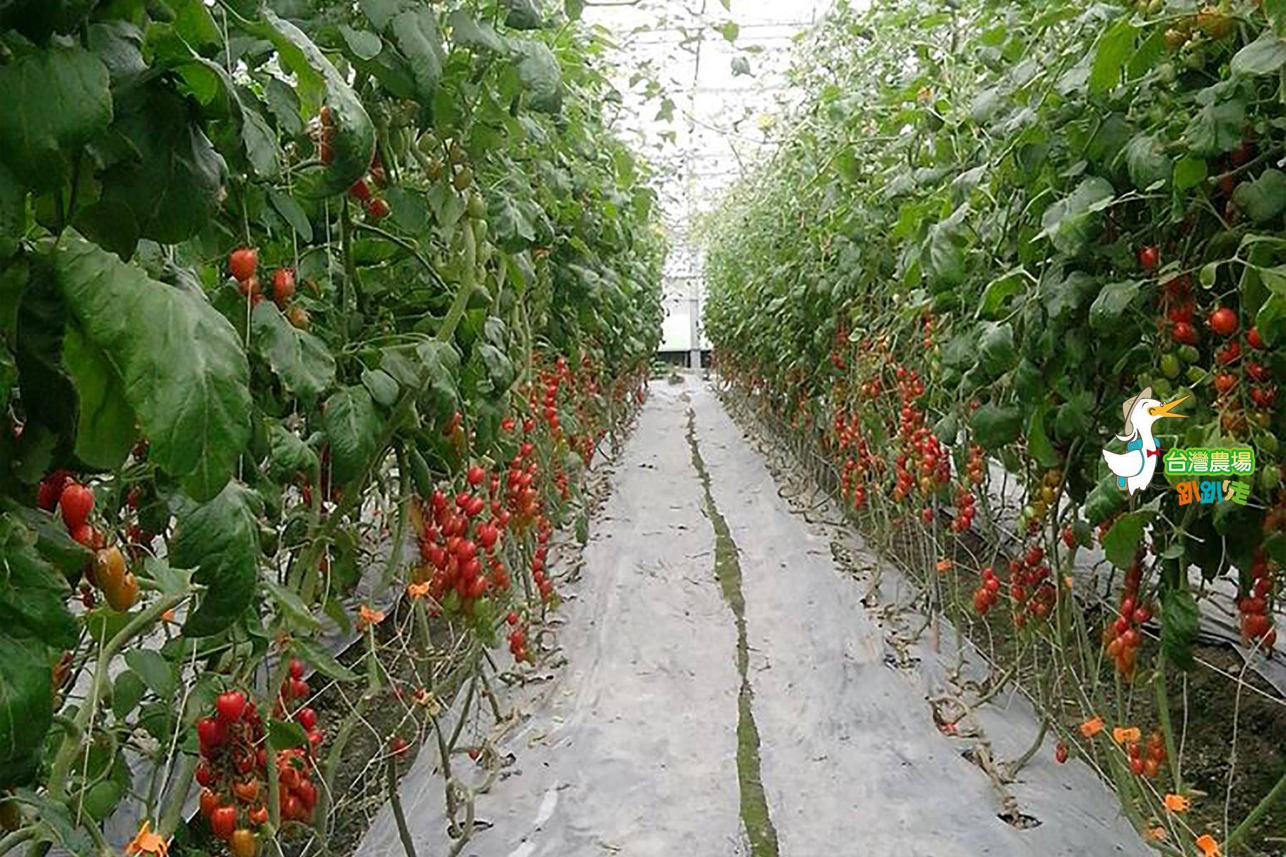 宜蘭-藤結教育農場-採果(番茄)體驗券5