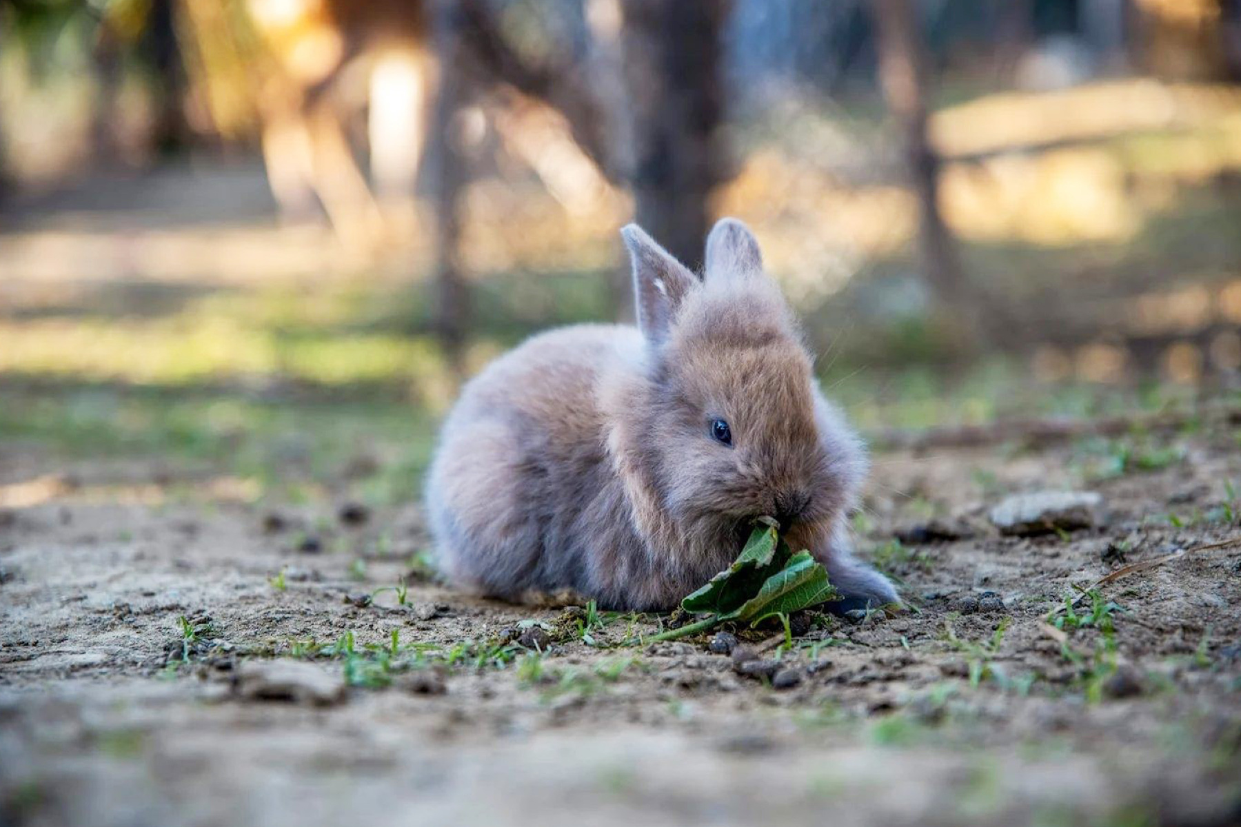 馬上開運~高山巖福德宮+恆春古城魅力商圈+阿信巧克力農場1日5