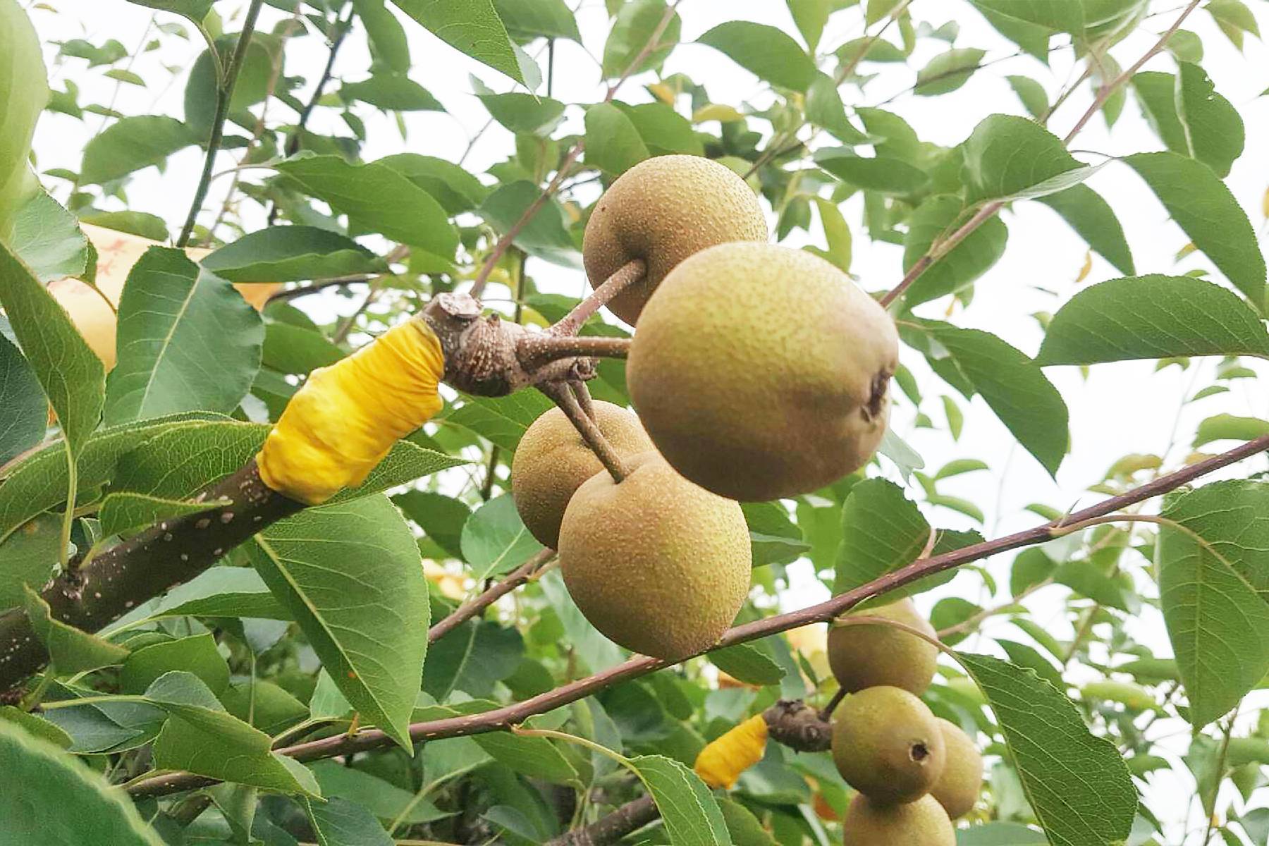 苗栗荳媽媽休閒果園-採果(高接梨、小番茄)體驗券1