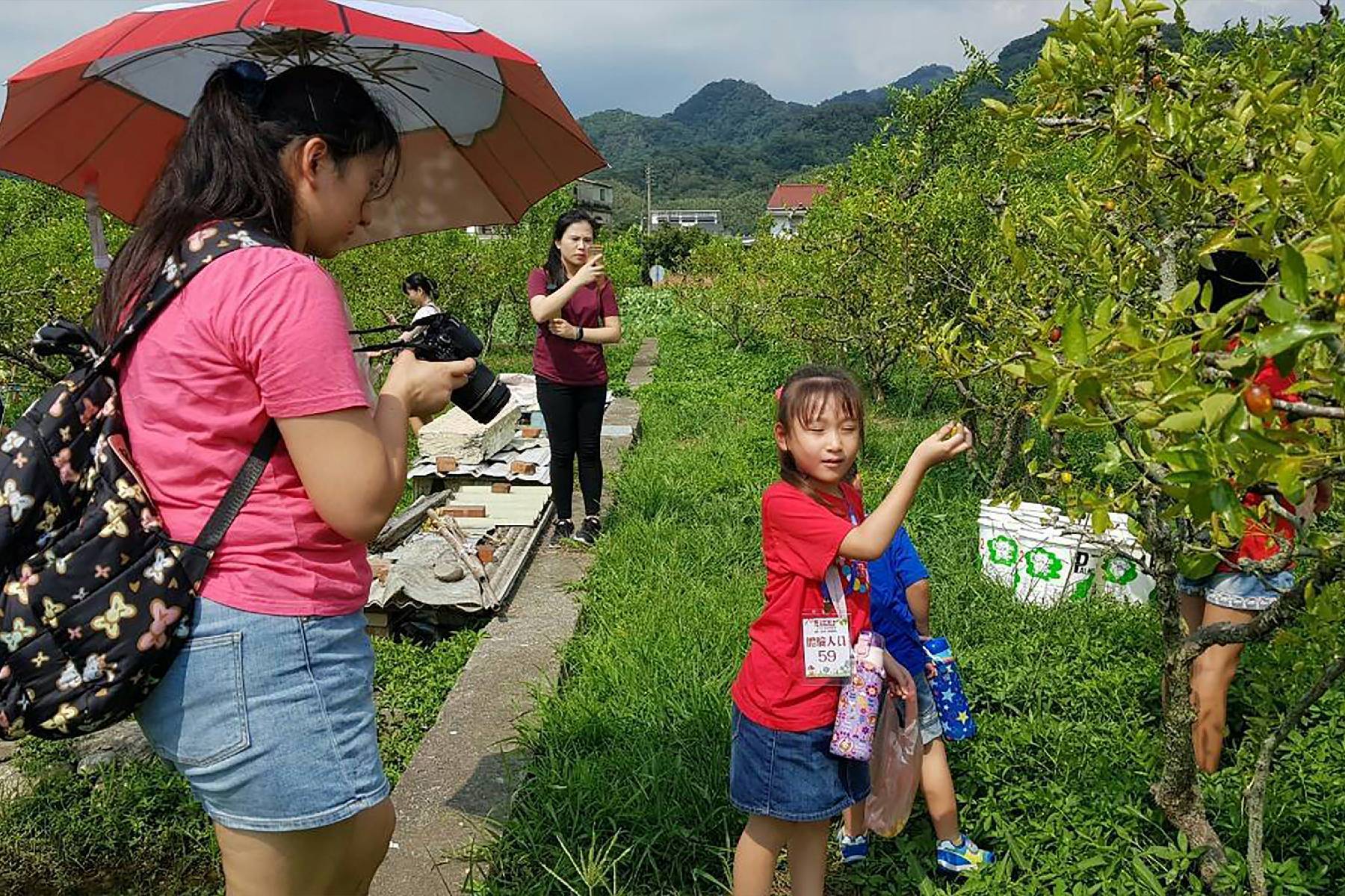 苗栗玉順農創莊園-採果(紅棗)體驗券2