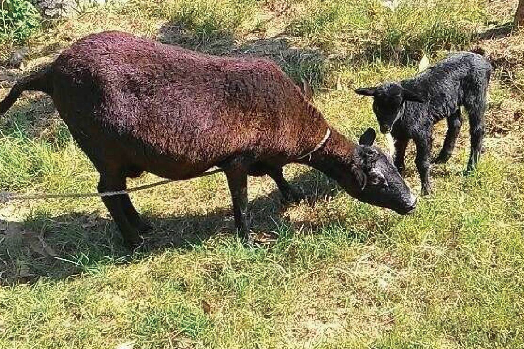 台南親子遊~水凝膠DIY及親近可愛動物一日遊14