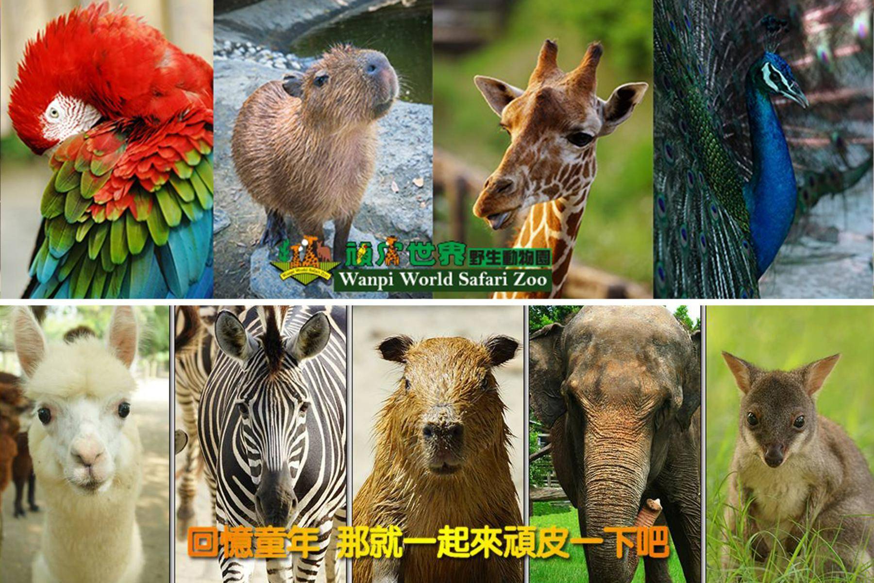 頑皮世界野生動物園9