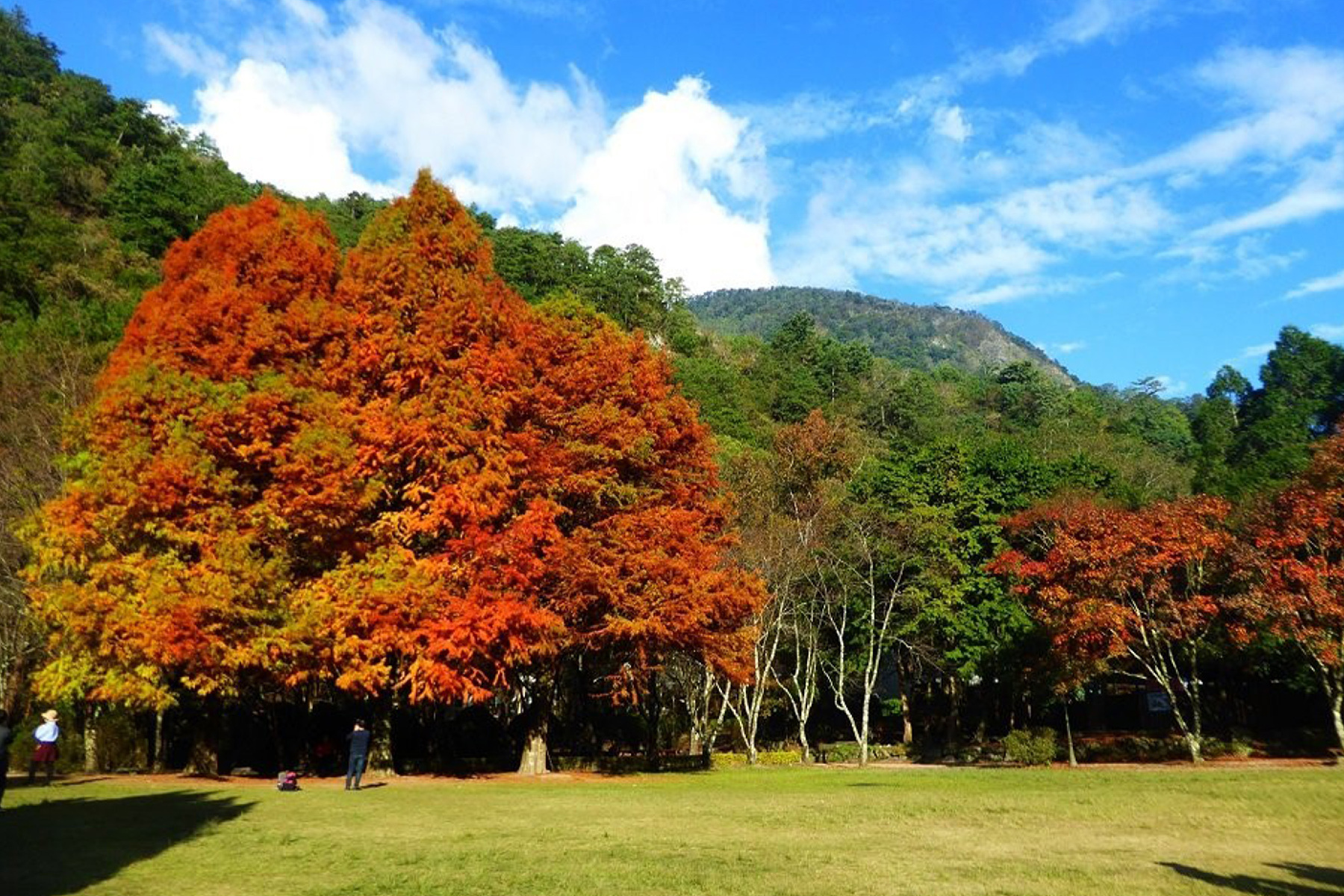 奧萬大追楓二日遊10