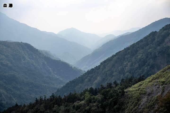 南臺灣小溪頭 藤枝森濤再現賞櫻一日遊5