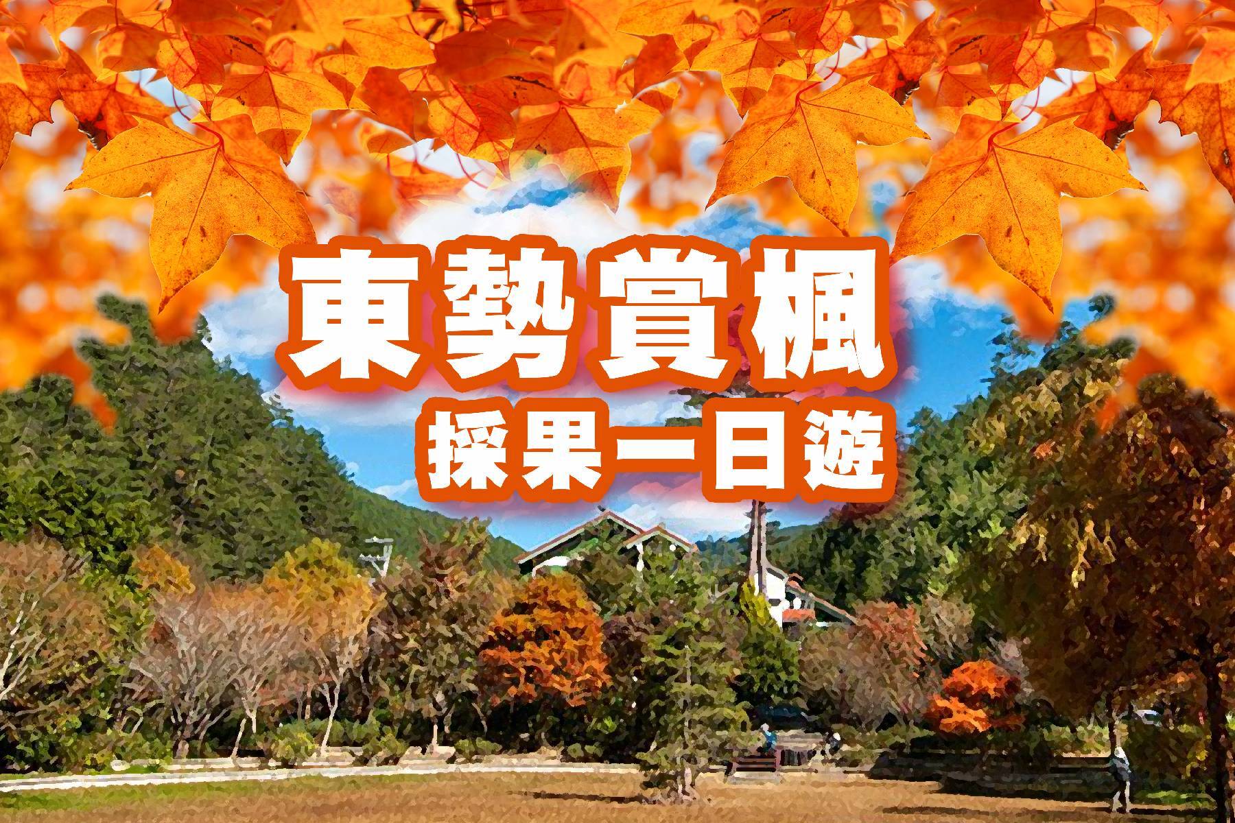 安心GO-東勢賞楓採果一日遊1