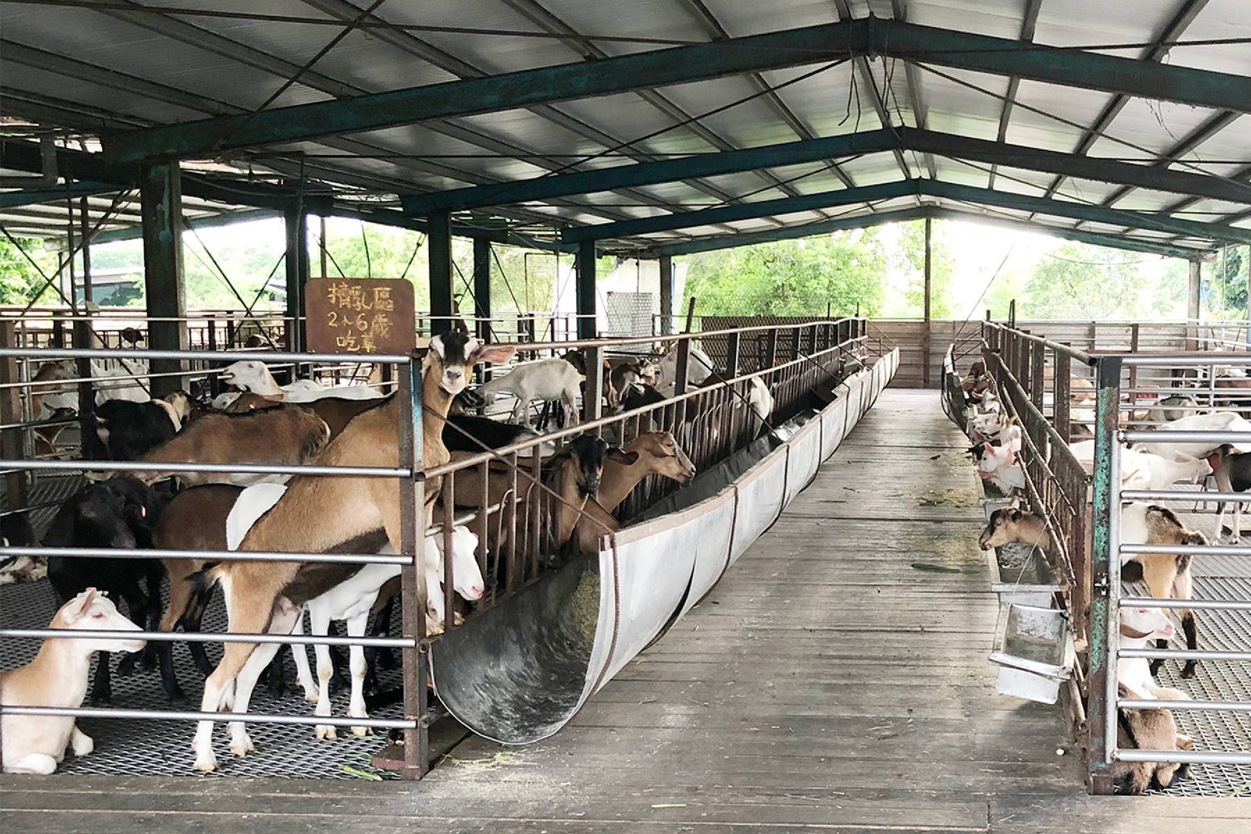 宜蘭宜農牧場-動物農莊餵食券2