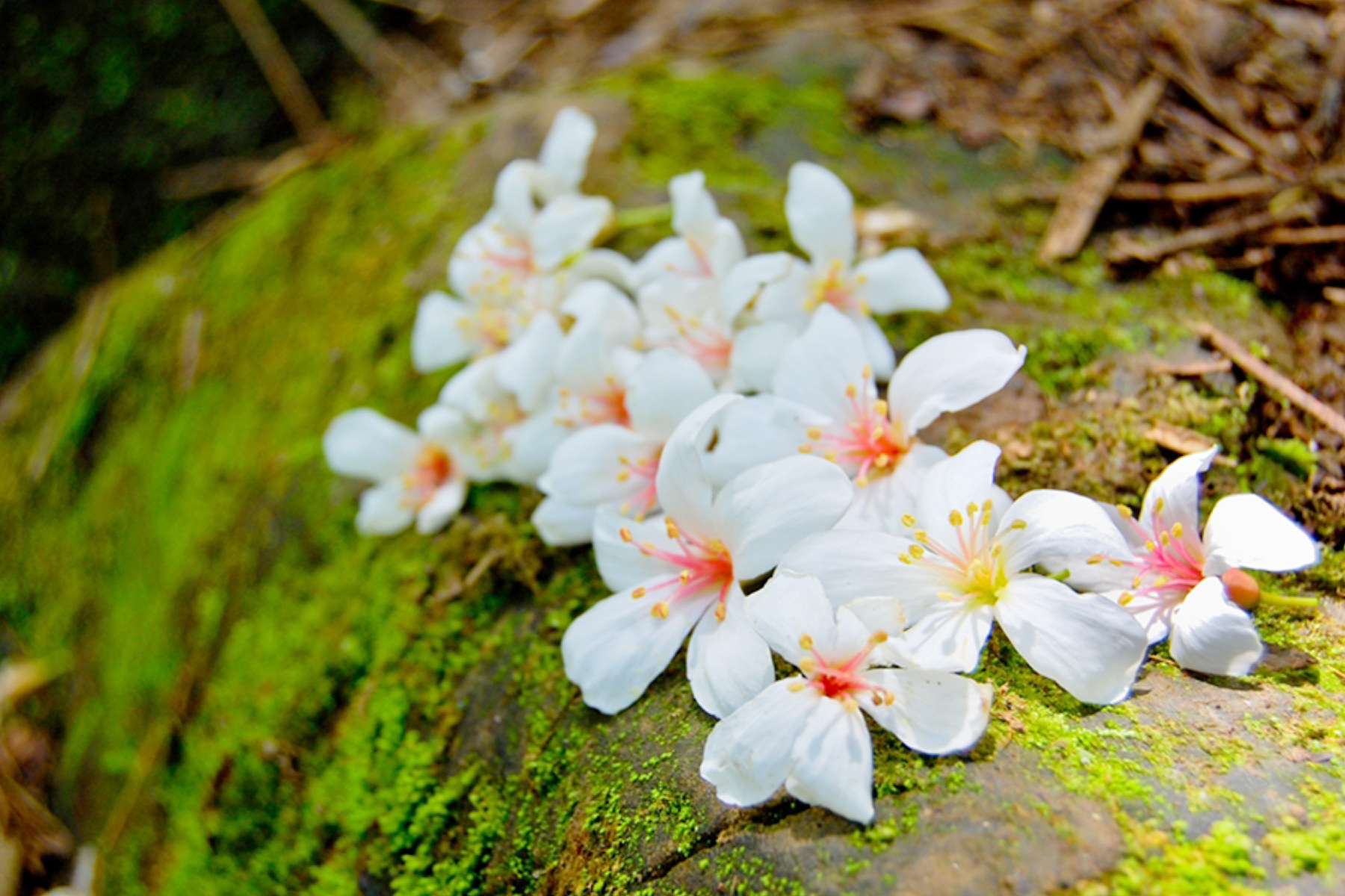 季節限定｜一桐賞花去~荷苞山.漁民體驗親子一日遊2
