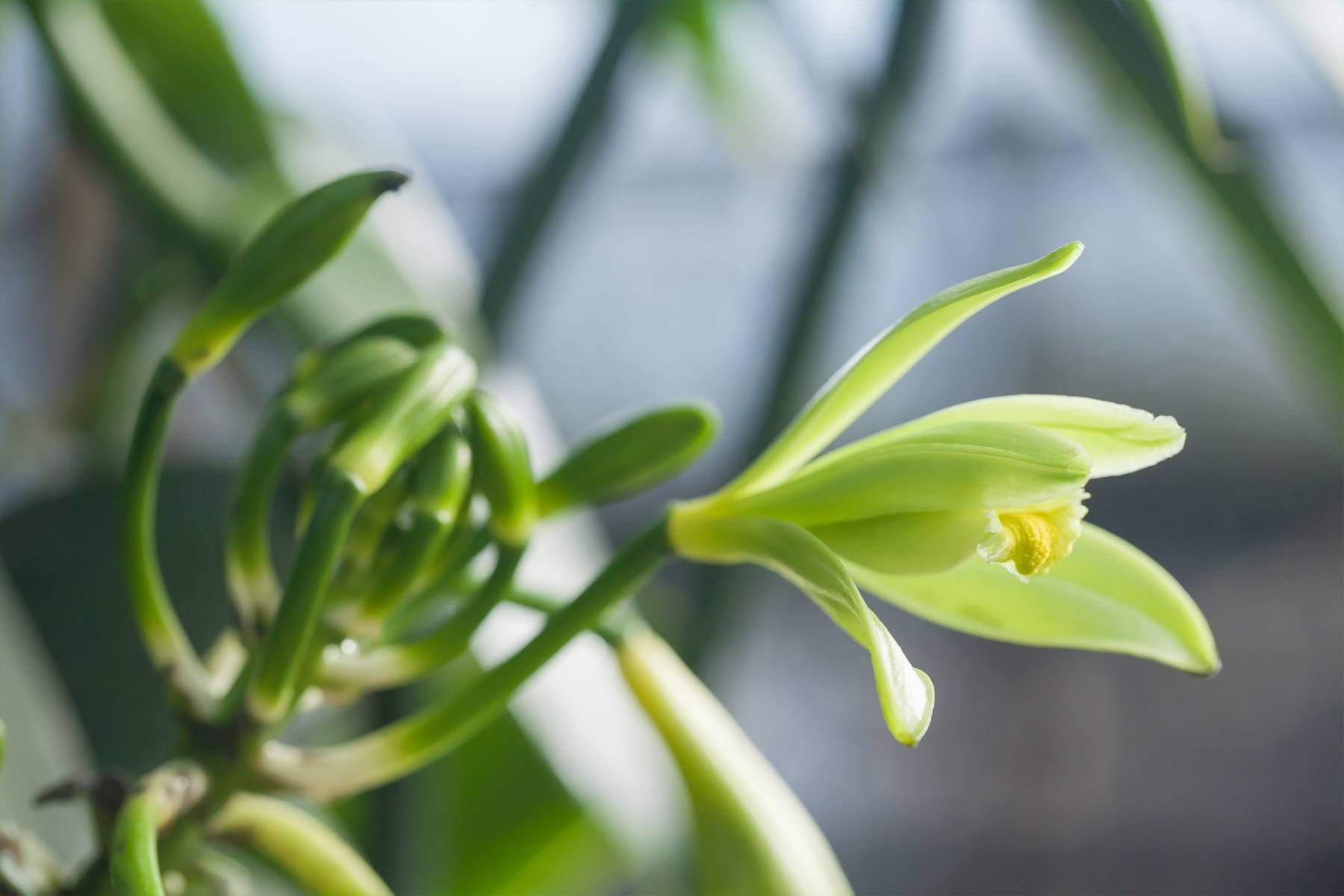 南投香草農夫-台灣香草莢體驗券(最少5人成行)9