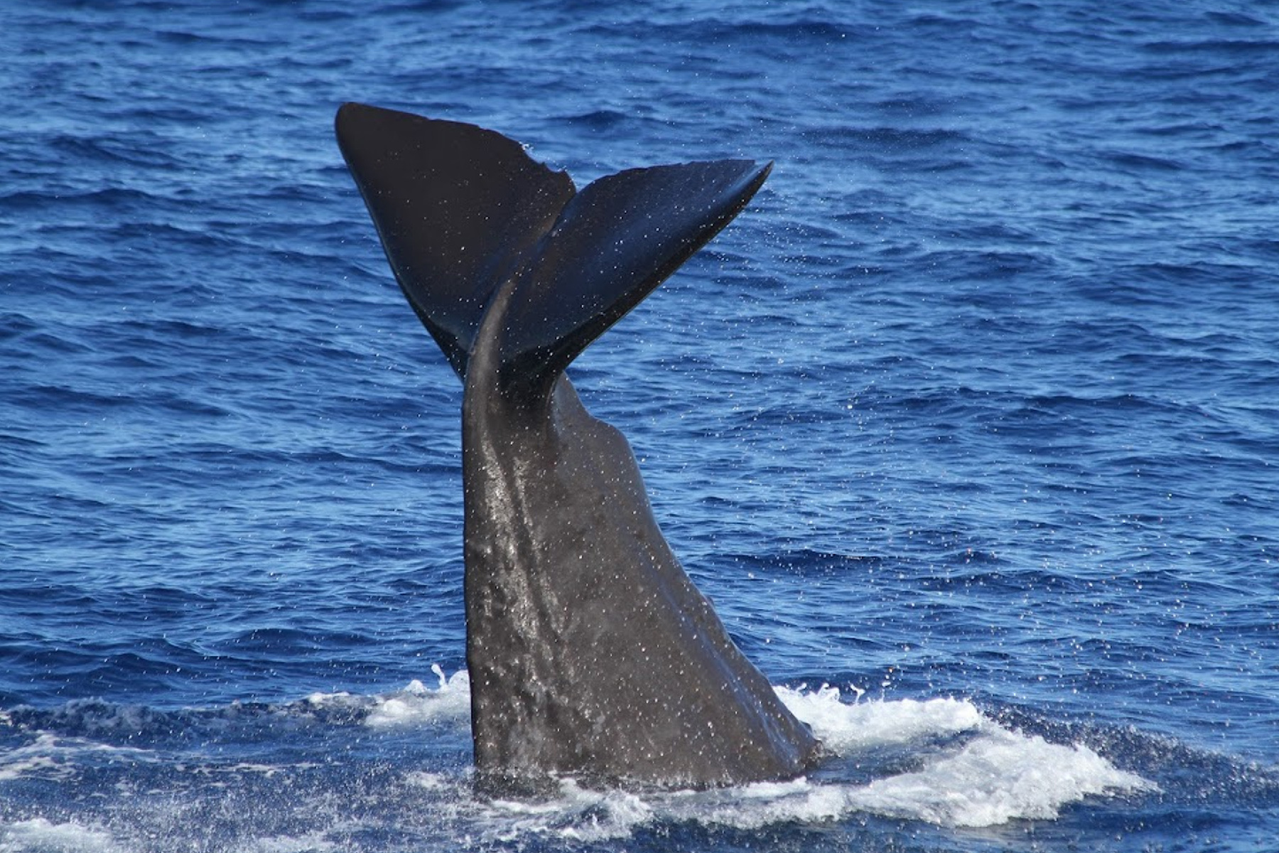 花蓮鯨世界-賞鯨生態之旅成人票9